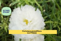Unrooted Portulaca grandiflora ‘Spearmint’ Cuttings | Drought-Tolerant Succulent with Mint Green Blooms | Moss Rose Stem Clippings
