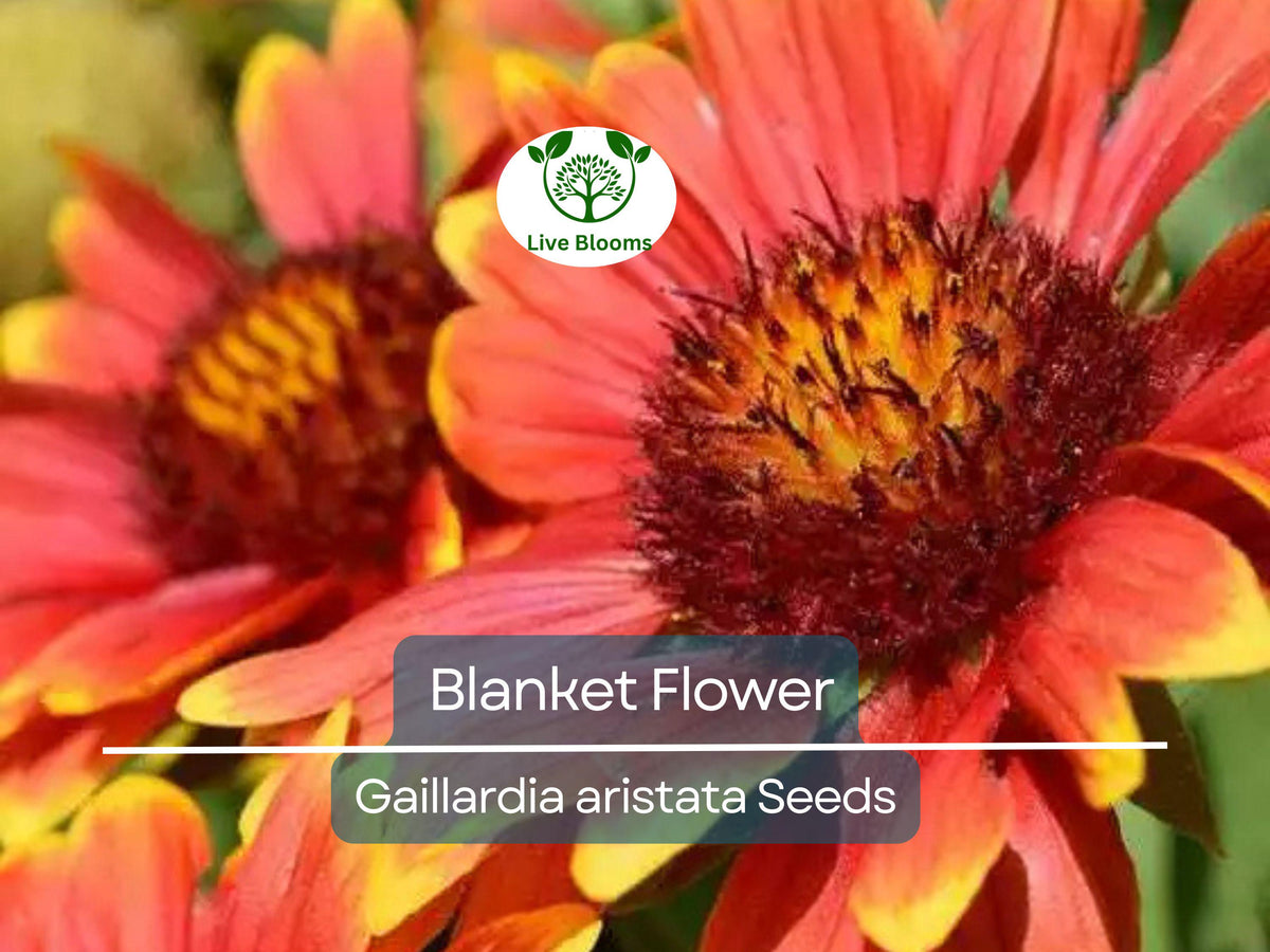 200 Seeds Blanket Flower Gaillardia Perennial Wildflower Native Drought-Tolerant Gaillardia aristata
