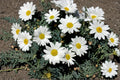 Creeping Daisy Seeds – Chrysanthemum paludosum, White Annual Flowers, Ground Cover, Border Plant, 100 Seeds