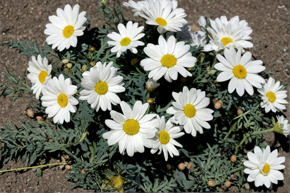 Creeping Daisy Seeds – Chrysanthemum paludosum, White Annual Flowers, Ground Cover, Border Plant, 100 Seeds