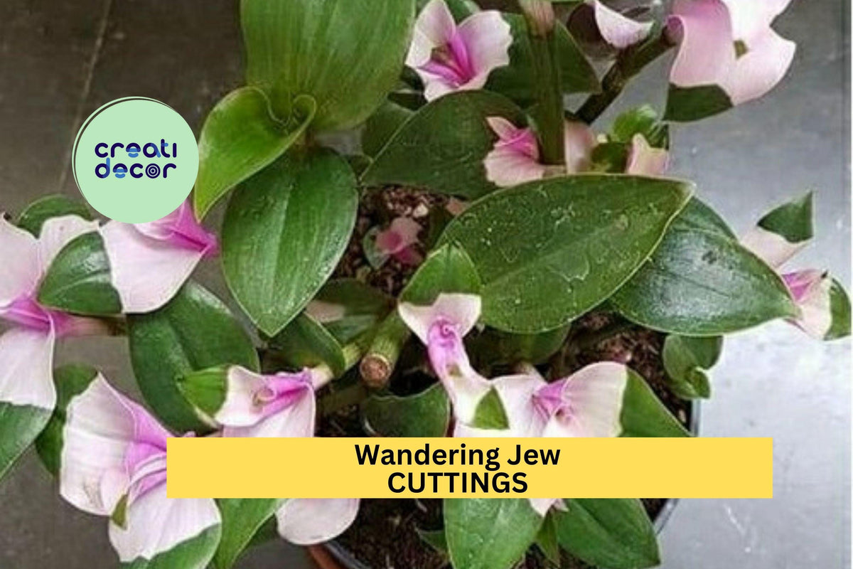 Tradescantia andersoniana ‘Blushing Maiden’ Cuttings – Variegated Pink, Green & Silver Houseplant, Easy to Root, Trailing Wandering Jew, Indoor Garden