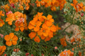 100 Siberian Wallflower Seeds Cheiranthus allionii Orange Flower Rock Garden Plant, Hardy Perennial, Early Spring Bloom