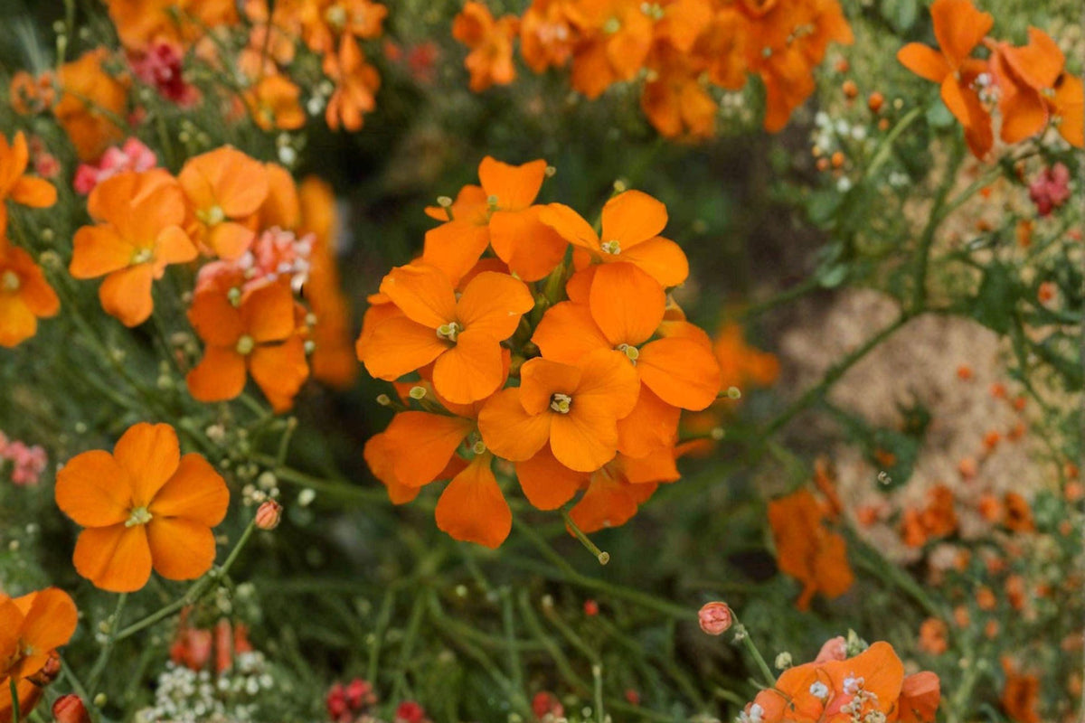 100 Siberian Wallflower Seeds Cheiranthus allionii Orange Flower Rock Garden Plant, Hardy Perennial, Early Spring Bloom