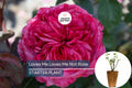 Loves Me Loves Me Not Rose – 1.5 Gal Hybrid Tea Deep Pink Fragrant Reblooming Rose Rosa