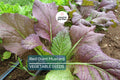 Red Giant Mustard Seeds – Heirloom, Non-GMO, Spicy Greens, Brassica juncea, Microgreens & Full-Grown Vegetables