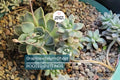 Graptopetalum Ghost Plant 4-6" Rooted Succulent, Drought-Resistant, Easy Care, Ornamental Garden Plant, Graptosedum paraguayense