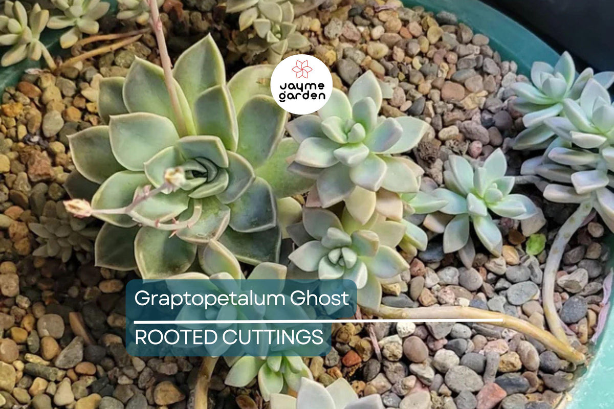Graptopetalum Ghost Plant 4-6" Rooted Succulent, Drought-Resistant, Easy Care, Ornamental Garden Plant, Graptosedum paraguayense