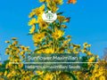 100 Seeds Sunflower Maximilian Perennial Helianthus maximiliani Attracts Butterflies & Finches, Drought-Tolerant Garden Flower