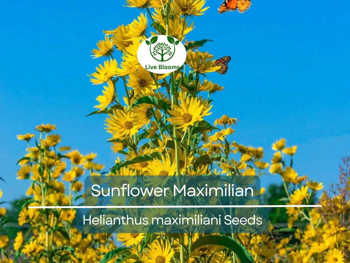 100 Seeds Sunflower Maximilian Perennial Helianthus maximiliani Attracts Butterflies & Finches, Drought-Tolerant Garden Flower