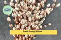 Pussy Willow Cuttings – Unrooted Stems for Planting – Salix discolor – Garden, Floral, Decorative Branches