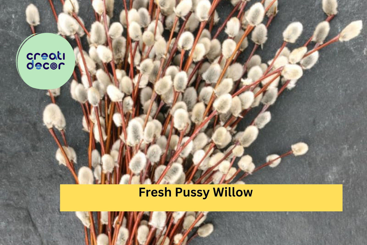 Pussy Willow Cuttings – Unrooted Stems for Planting – Salix discolor – Garden, Floral, Decorative Branches