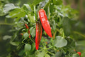 250 mg Barker Hot Pepper Seeds | Heirloom Capsicum annuum for Salsas, Sauces & Drying | Spicy Chili Peppers for Garden & Containers