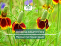 250 Mexican Hat Wildflower Seeds | Ratibida columnifera Native Pollinator Attracting Seeds for Meadows & Gardens