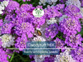 1000 Candytuft Seeds Mixed Colors Ground Cover Pollinator-Friendly Fragrant Iberis Umbellata Non-GMO