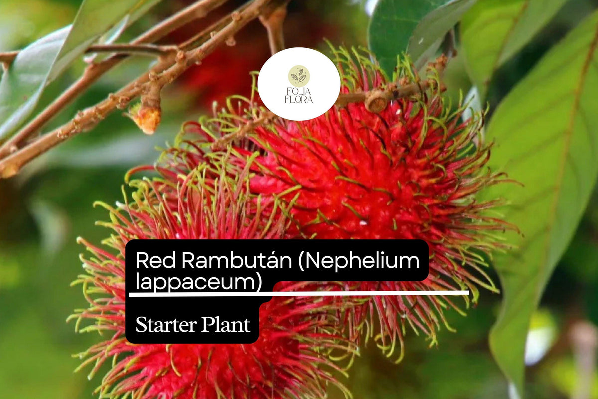 Red Rambutan Live Starter Plant – Exotic Tropical Fruit Tree Nephelium lappaceum, 12-24"
