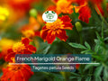 French Marigold Seeds 200 Pack, Orange Flame Double Dwarf, Non-GMO, Edible Flowers, Compact Tagetes patula for Garden & Containers