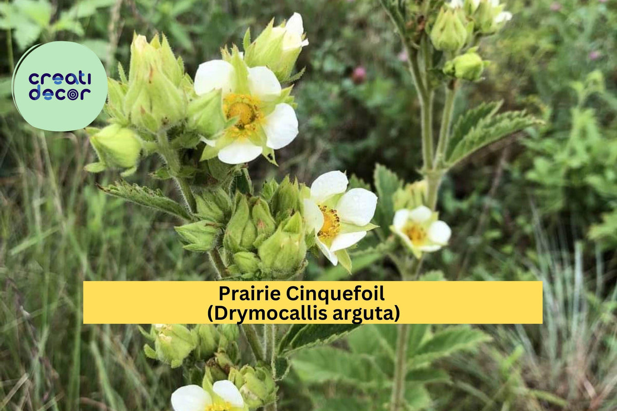 Prairie Cinquefoil Seeds – 500 Non-GMO Drymocallis arguta Native Wildflower for Pollinator Gardens, Drought-Tolerant Perennial, Zones 3–8