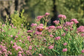 Asclepias incarnata Rose Milkweed Seeds – Pink Wildflower for Pollinators & Monarchs, 15 Seeds