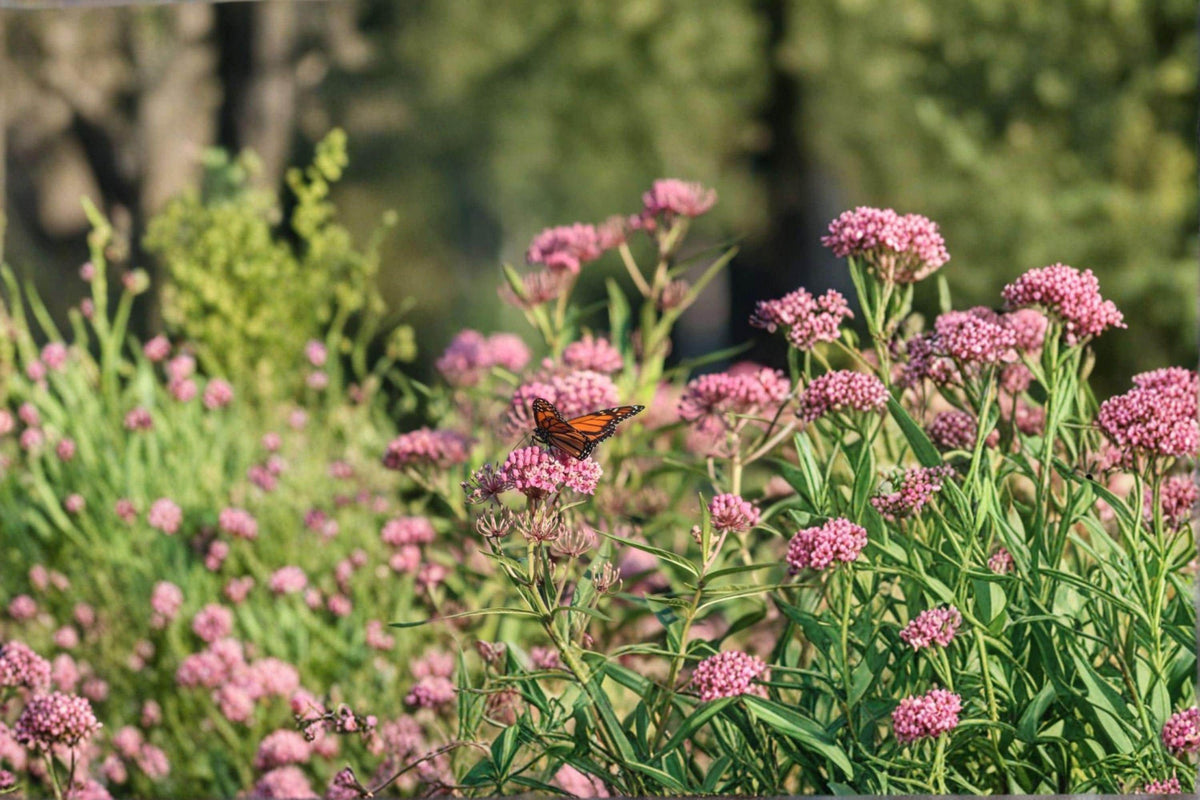 Asclepias incarnata Rose Milkweed Seeds – Pink Wildflower for Pollinators & Monarchs, 15 Seeds