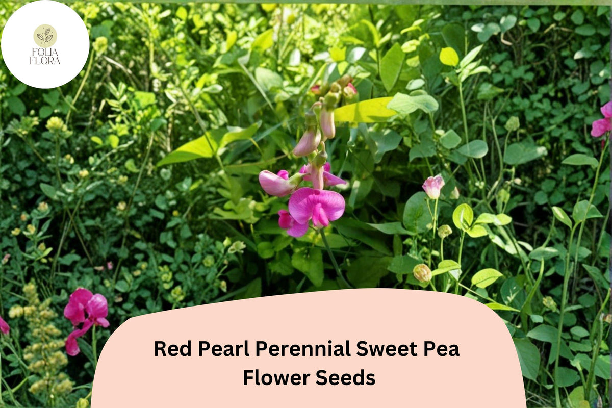Red Pearl Perennial Sweet Pea Seeds | Climbing Vine for Garden Trellis | Lathyrus latifolius Red Flower Seeds