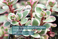 Tricolor Sedum Spurium Succulent Cuttings | Variegated Stonecrop, 4 Live 2"-4" Plants, Hardy Ground Cover, Drought Tolerant, Colorful Foliage