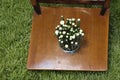 Hybrid Willow Cuttings 6-8" Salix spp. Fast Growing Deciduous Tree Propagation Material