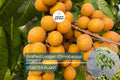 Grafted Longan Tree - Tropical Fruit Tree with Dragon's Eye Fruit - Dimocarpus longan - 12-24 Inches