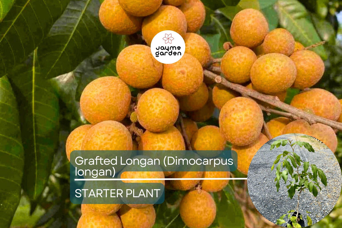 Grafted Longan Tree - Tropical Fruit Tree with Dragon's Eye Fruit - Dimocarpus longan - 12-24 Inches