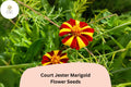 25+ Court Jester Marigold Seeds | Striped French Marigold Tagetes patula | Heirloom Annual Flower for Garden Borders