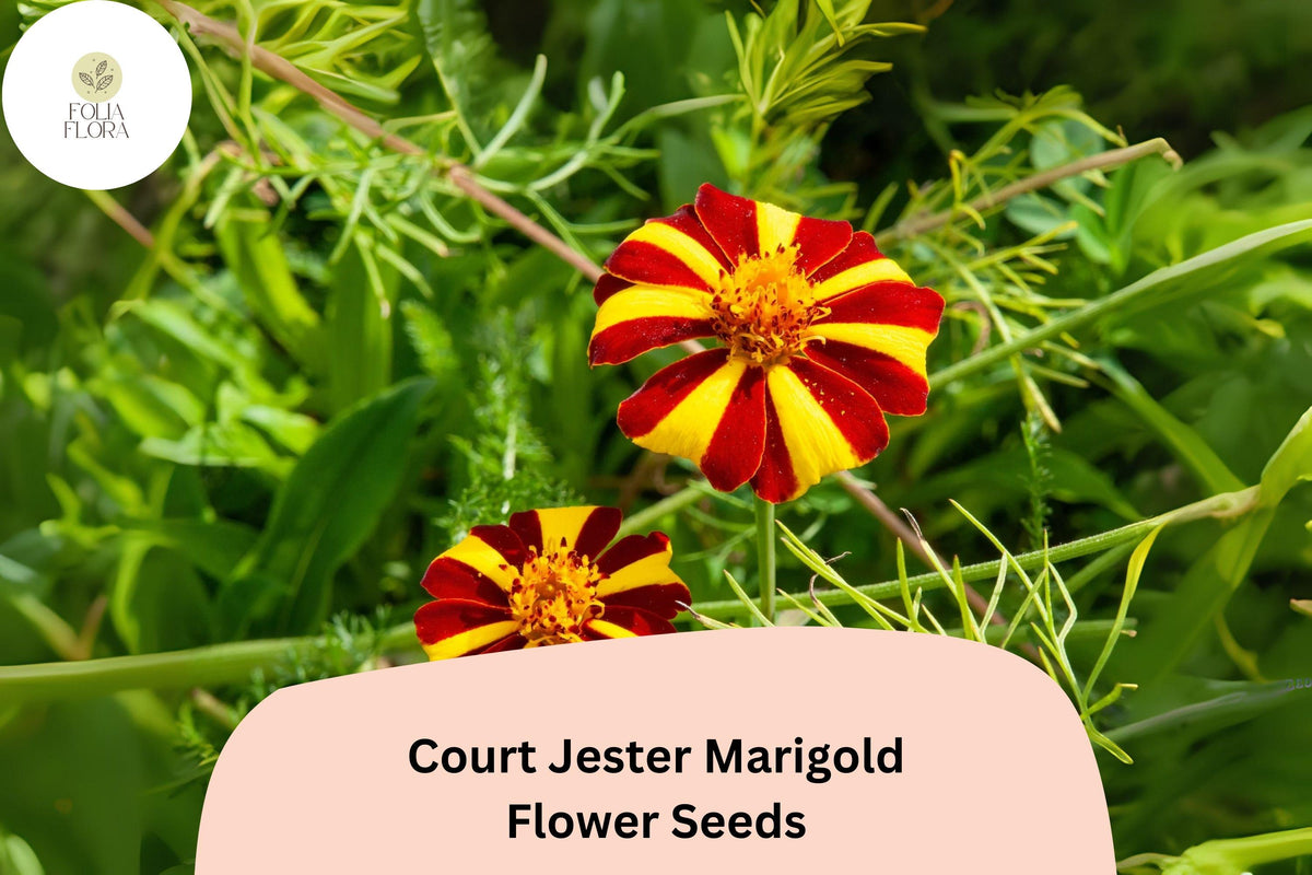 25+ Court Jester Marigold Seeds | Striped French Marigold Tagetes patula | Heirloom Annual Flower for Garden Borders