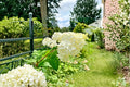 Vanilla Strawberry Hydrangea Cuttings 6-7" Unrooted Hydrangea paniculata Shrub Propagation Material