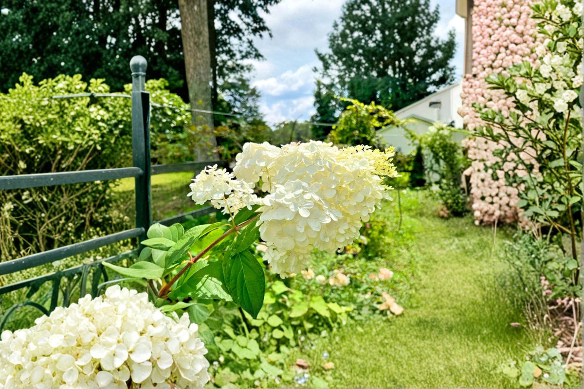 Vanilla Strawberry Hydrangea Cuttings 6-7" Unrooted Hydrangea paniculata Shrub Propagation Material