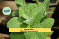 Apple Mint Cuttings – Mentha suaveolens – 10 Fresh Woolly Mint Stems for Herb Gardens, Culinary & Fragrant Plants