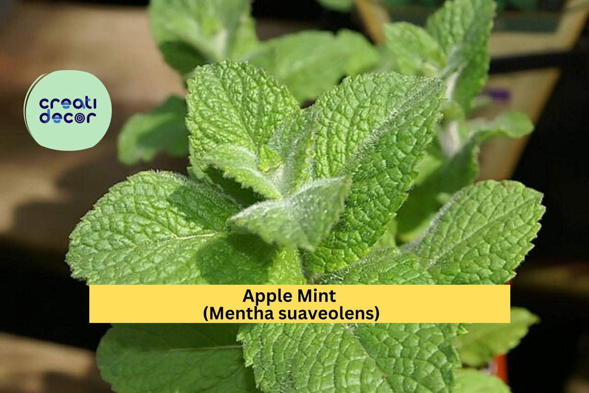 Apple Mint Cuttings – Mentha suaveolens – 10 Fresh Woolly Mint Stems for Herb Gardens, Culinary & Fragrant Plants
