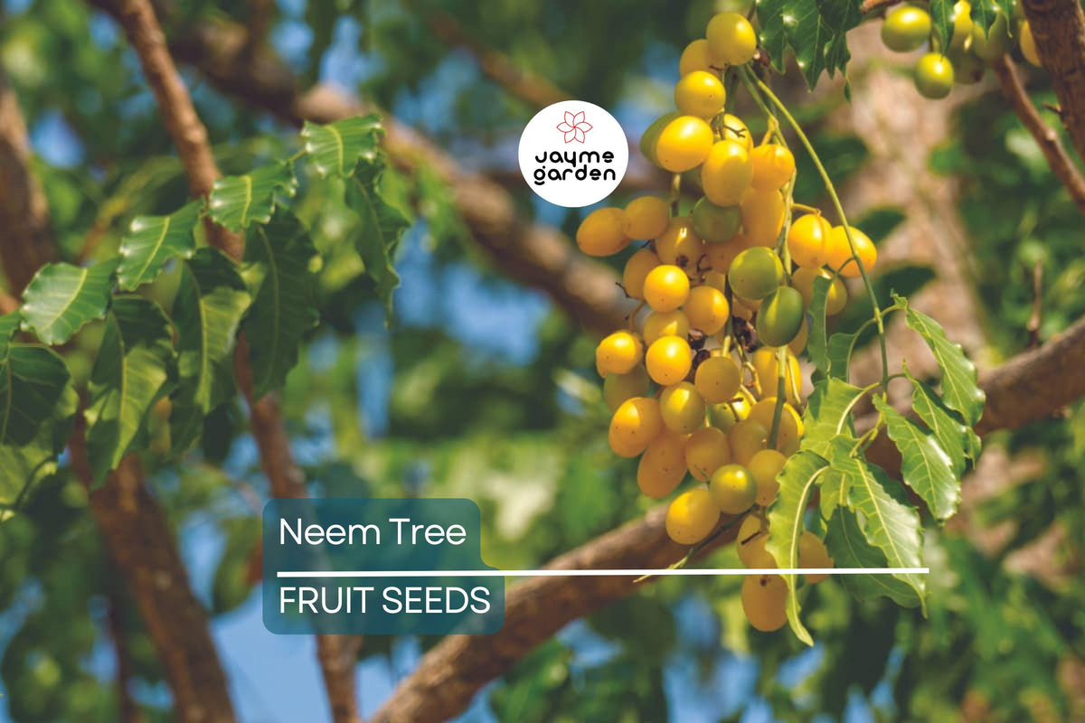 Rare Neem Tree Seeds - Azadirachta indica, Non-GMO, Full Sun, Well-Drained Soil, USDA Zones 10-12, Grow Your Own Shade Tree