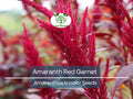 Amaranth Seeds Red Garnet | Edible Microgreens & Grain | Non-GMO | Amaranthus Tricolor Heirloom Seed Pack