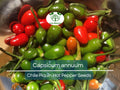 Chile Piquin Hot Pepper Seeds – Capsicum annuum, Heirloom Tiny Fiery Chili for Gardening, Salsas & Hot Sauces
