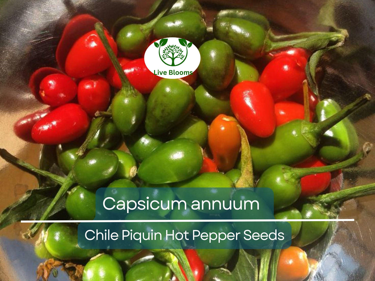 Chile Piquin Hot Pepper Seeds – Capsicum annuum, Heirloom Tiny Fiery Chili for Gardening, Salsas & Hot Sauces