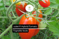 50+ Juliet F1 Tomato Seeds | Hybrid Grape Tomato Heirloom Variety | Sweet Red Fruits | Solanum lycopersicum
