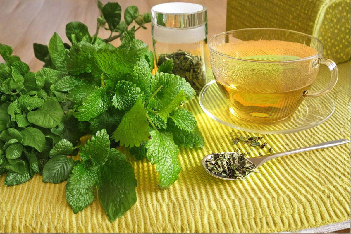 Lemon Balm Seeds – Melissa officinalis, 100 Pack, Aromatic Medicinal Herb for Tea & Culinary Gardens, Container-Friendly