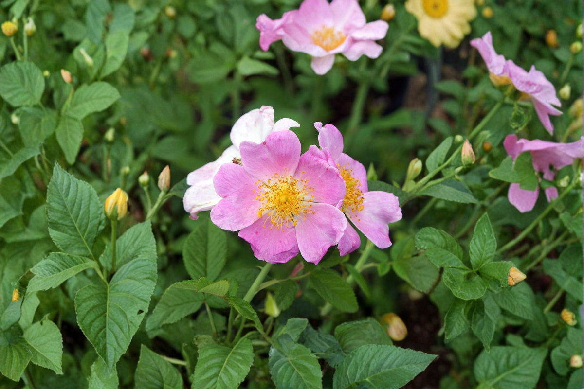 Illinois Rose Seeds | Native Climbing Rose | Fragrant Pink Blooms | Rosa setigera | Wildlife & Pollinator Plant