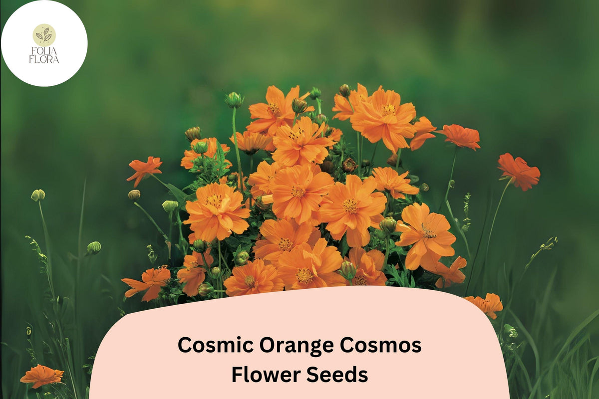 200+ Cosmic Orange Cosmos Seeds | Bright Orange Annual Flowers Cosmos sulphureus for Garden, Borders & Containers
