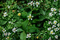 White Avens Seeds – Geum canadense Native Woodland Perennial for Shade Gardens, 100 Seeds