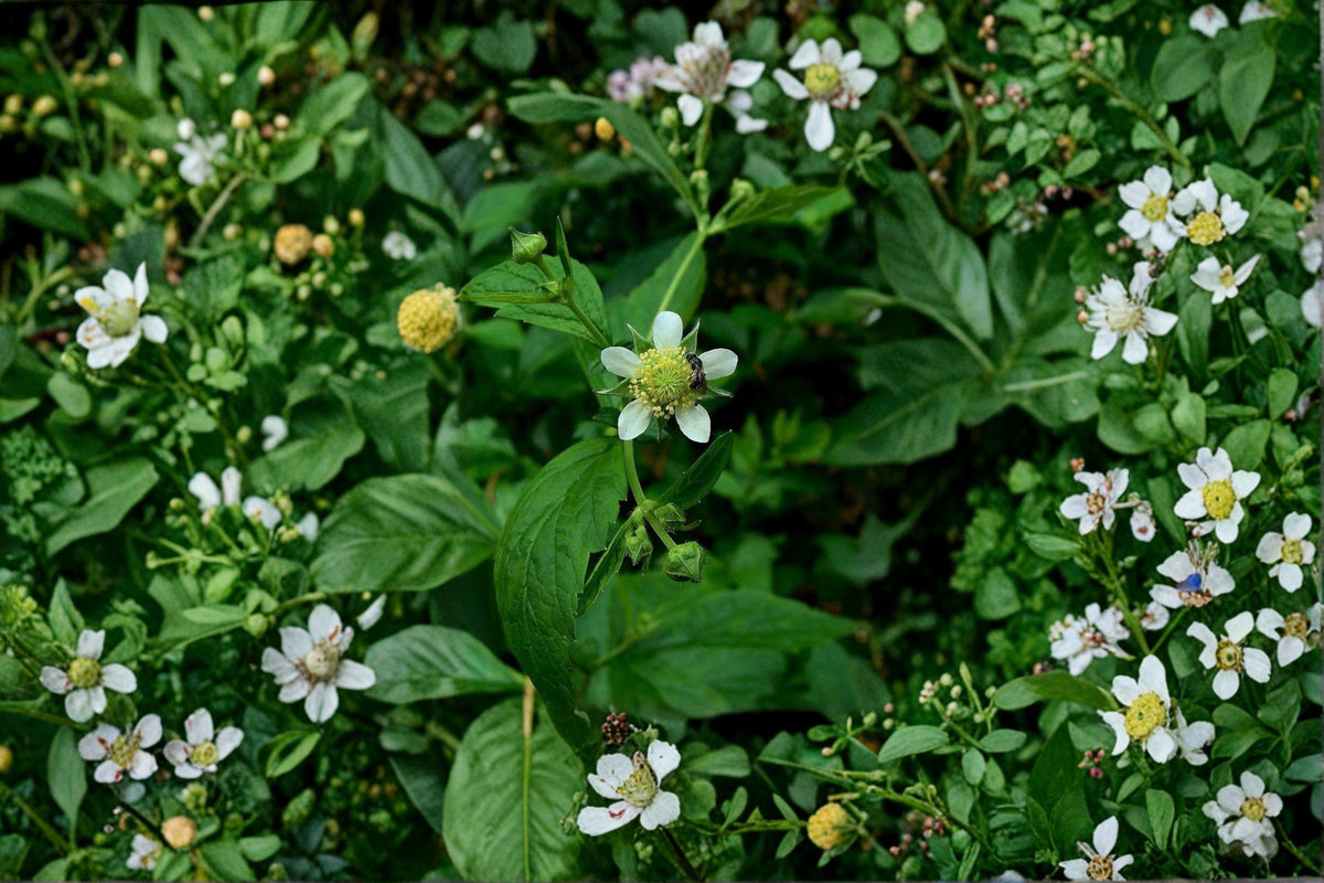 White Avens Seeds – Geum canadense Native Woodland Perennial for Shade Gardens, 100 Seeds