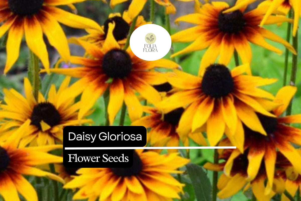 2500 Seeds Daisy Gloriosa (Rudbeckia hirta) – Vibrant Yellow-Orange Blooms, Pollinator-Friendly, Drought-Tolerant Flower Seeds