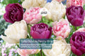 Double Peony Tulip Bulbs - Pink Angelique & Blue Diamond, Peony-Like Blooms, Spring Flowers, Garden & Container Planting, USDA Zones 3-8