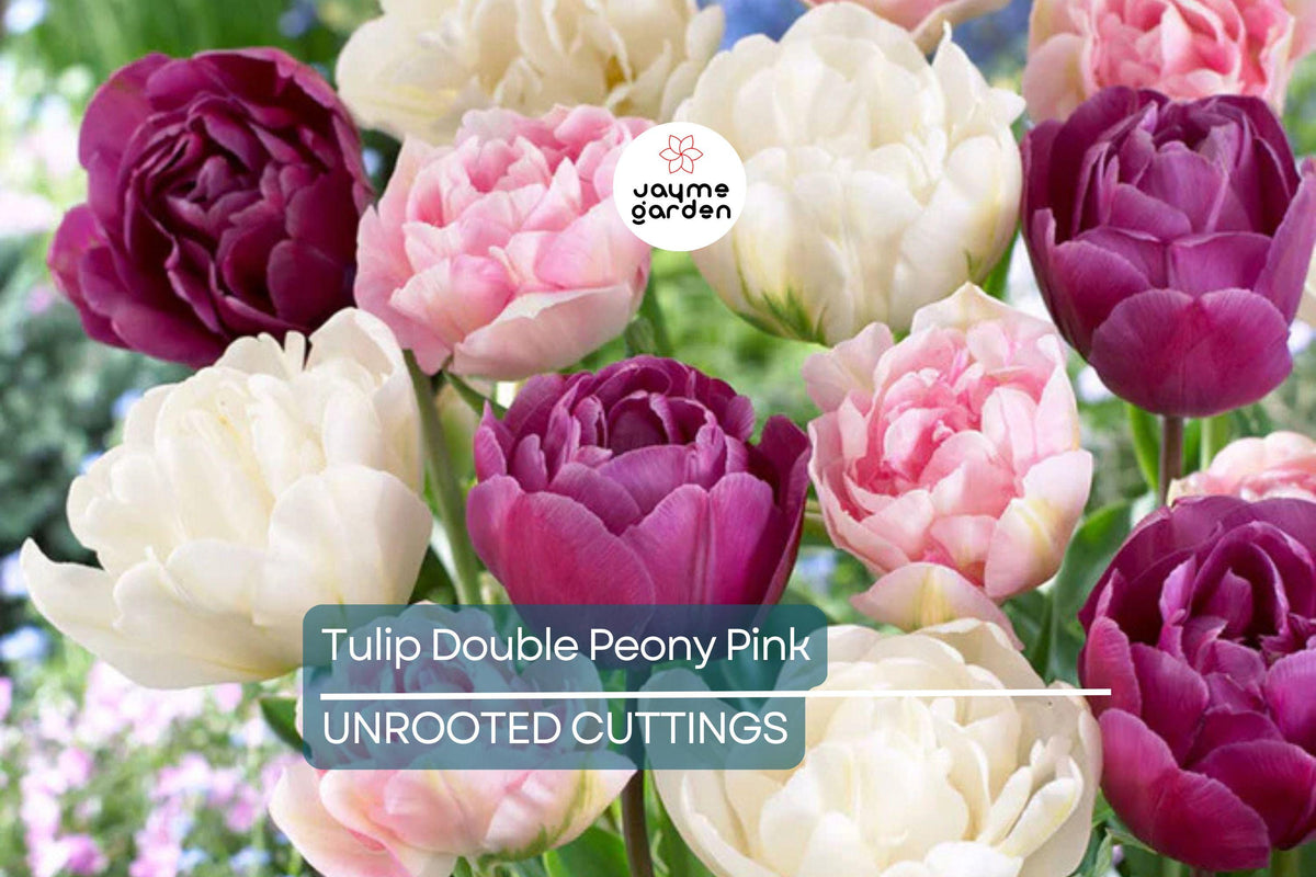Double Peony Tulip Bulbs - Pink Angelique & Blue Diamond, Peony-Like Blooms, Spring Flowers, Garden & Container Planting, USDA Zones 3-8