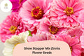 100+ Show Stopper Mix Zinnia Seeds – Vibrant Multi-Color Flowers for Garden, Borders & Cut Flowers – Zinnia elegans