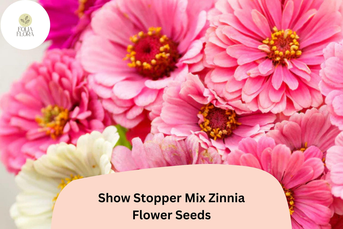 100+ Show Stopper Mix Zinnia Seeds – Vibrant Multi-Color Flowers for Garden, Borders & Cut Flowers – Zinnia elegans