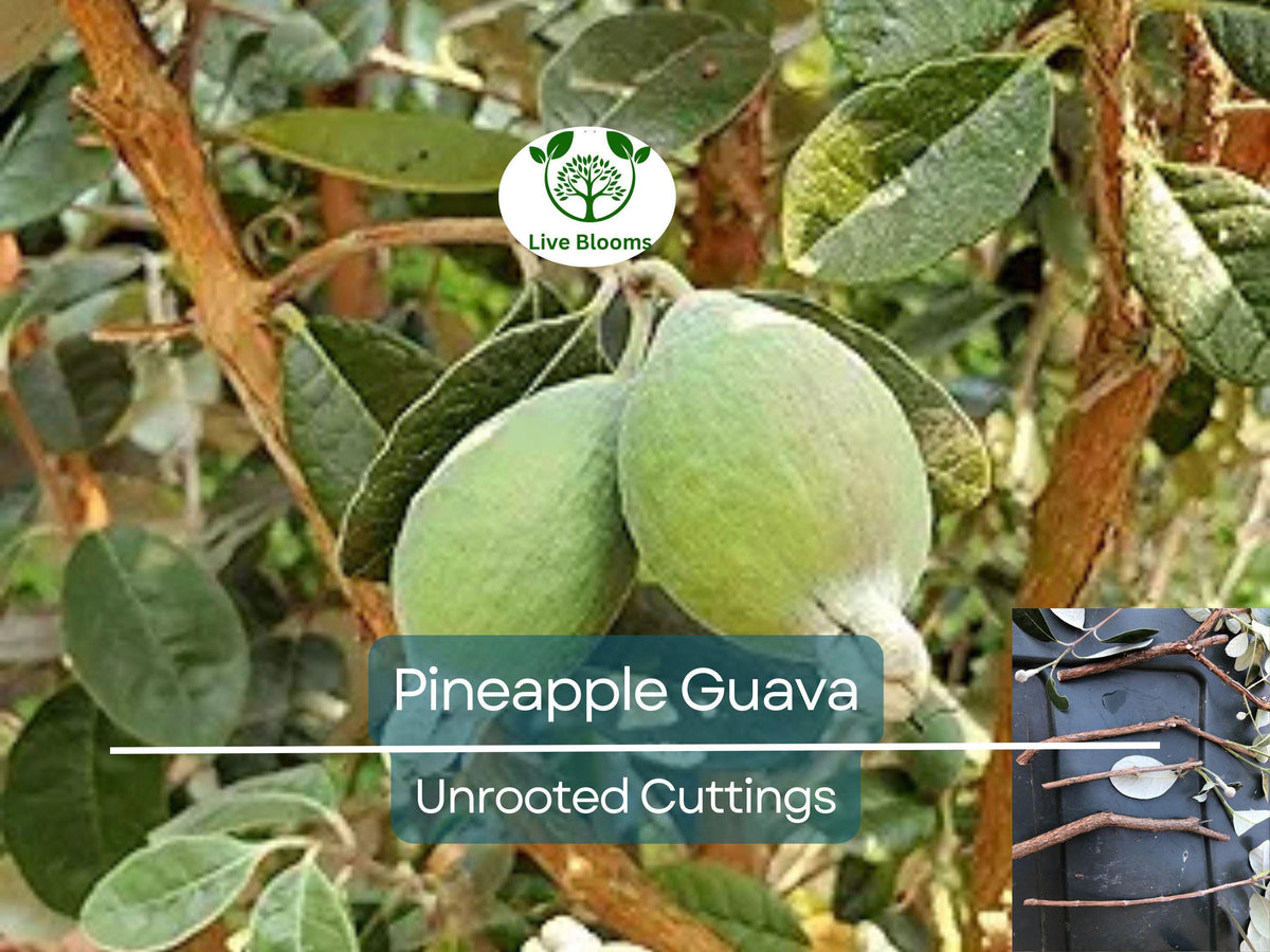 Unrooted Propagation Cuttings – Pineapple Guava (Feijoa sellowiana) – Tropical Fruit Tree, 6-8 inches